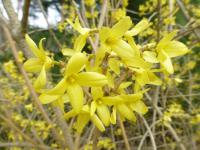 Forsythia japonica saxatilis Forsythia japonica flowers Forsythia japonica saxatilis Forsythia japonica flowers