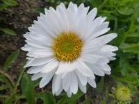 Hvězdnice alpská 'Weisse Schöne' (Aster alpinus)