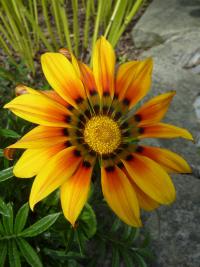 Gazánie zářivá (Gazania rigens)