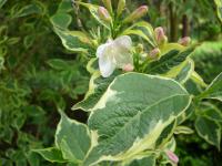 Weigelie růžová (Weigela florida)