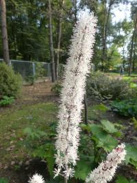 Ploštičník jednoduchý 'Brunette' (Cimicifuga simplex)