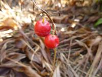 Konvalinka vonná (Convallaria majalis)