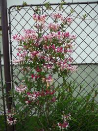 Lonicera periclymenum