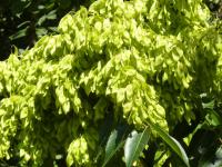 Pajasan žláznatý (Ailanthus altissima)
