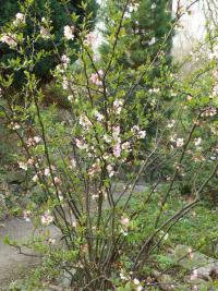 Kdoulovec japonský 'Rosea' (Chaenomeles japonica)