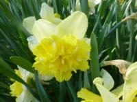 Narcis 'Full House' - Plnokvěté narcisy (Narcissus)