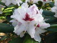 Pěnišník 'Schneeauge' (Rhododendron)