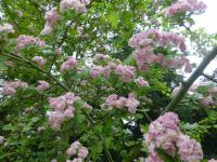 Hloh obecný 'Masekii' - v květu (Crataegus laevigata)