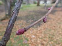 Líska největší 'Purpurea'