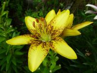 Lilium x hybridum  'Yellow Pixels'  Lily flowers