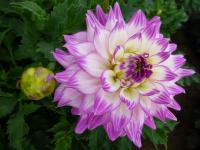 Dahlia  'Magda'  Dahlia flowers