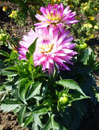 Jiřinka 'Veracruz' (Dahlia)