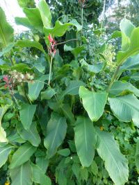 Dosna indická (Canna indica)