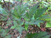 Ploštičník jednoduchý 'James Compton' (Cimicifuga simplex)