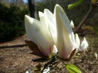 Magnolia cylindrica   'Hohman'  Cylindrical Magnolia flowers