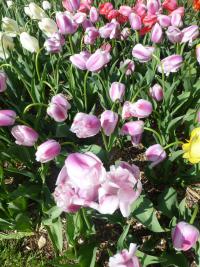 Tulipán 'Ollioules' - Darwin hybridy (Tulipa)