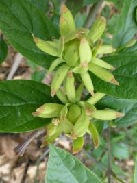 Sazaník květnatý 'Athens' (Calycanthus floridus)