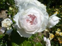 Rosa      'Herzogin Christiana'  Rose flowers