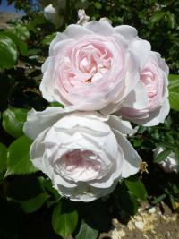 Rosa    'Herzogin Christiana'  Rose flowers