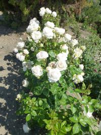 Růže 'Madame Anisette' - Velkokvěté růže (Rosa)