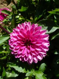 Jiřinka 'Cassiopeia'