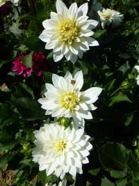 Dahlia 'Cepheus'  Dahlia plant