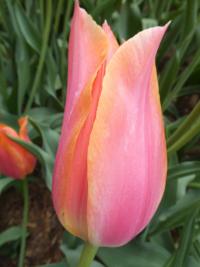 Tulipán 'Big Brother' - Jednoduché pozdní tulipány (Tulipa)