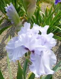 Kosatec 'Silverado' - Vysoké bradaté kosatce