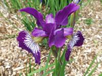 Iris sibirica 'Demure Illini' Siberian Iris flowers Iris sibirica 'Demure Illini' Siberian Iris flowers