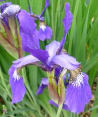 Kosatec 'Perry's Pigmy' - Sibiřské kosatce