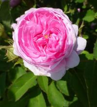 Rosa    'Petite de Hollande'  Rose flowers