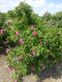 Rosa 'Rose du Roi' Rose plant Rosa 'Rose du Roi' Rose plant
