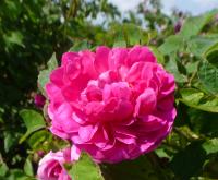 Růže damascénská 'Rose du Roi'