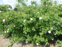 Rosa   'Petite Lisette'  Rose plant