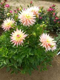 Dahlia  'Clearview Louise'  Dahlia plant