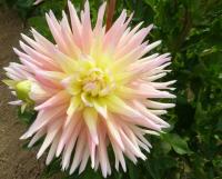 Dahlia     'Clearview Louise'  Dahlia flowers