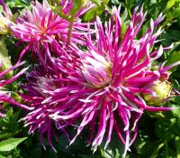 Dahlia     'Hollyhill Spiderwoman'  Dahlia flowers