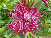 Dahlia        'Hollyhill Spiderwoman'  Dahlia flowers