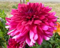 Jiřinka 'Standa Hložek'