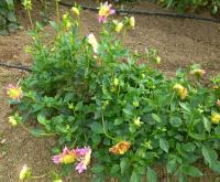 Jiřinka 'Honey' (Dahlia)