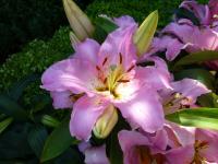 Lilium x hybridum   'Lake Michigan'  Lily plant
