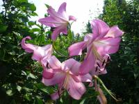Lilium x hybridum     'Robina'  Lily plant