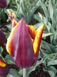 Tulipa   'Mandelík'  Tulip flowers