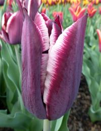 Tulipán 'Raroh' - Triumph tulipány