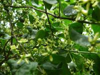 Brslen evropský (Euonymus europaeus)