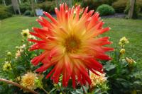 Dahlia   'Procyon'  Dahlia flowers
