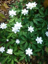 Sasanka hajní 'Flore Pleno' (Anemone nemorosa)