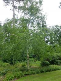 Bříza papírovitá - habitus (Betula papyrifera var kenaica)