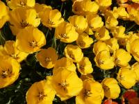 Tulipán 'Yellow Wave' - Darwin hybridy (Tulipa)