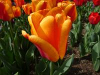 Tulipán 'Cash' - Darwin hybridy (Tulipa)